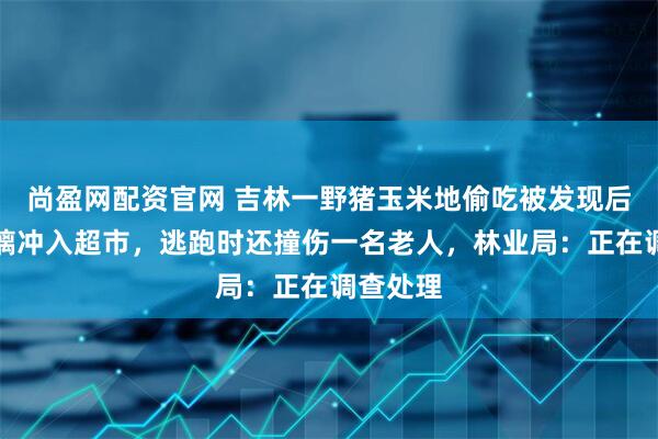 尚盈网配资官网 吉林一野猪玉米地偷吃被发现后撞破玻璃冲入超市，逃跑时还撞伤一名老人，林业局：正在调查处理