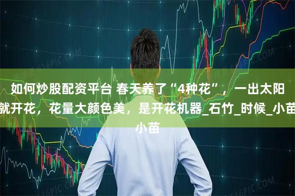 如何炒股配资平台 春天养了“4种花”，一出太阳就开花，花量大颜色美，是开花机器_石竹_时候_小苗